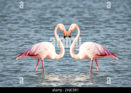 Zwei rosa Flamingos, die eine Herzform bilden Stockfoto