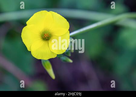 Eine Oxalis pes-caprae Blume, bekannt als afrikanischer Holzschnuppe, Bermuda-Butterblume, Bermuda-Sauerampfer, Butterblume oxalis, Kapschnuppe, Englisches Unkraut, Ziegenfuß, s Stockfoto