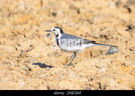 Weiße Bachstelze (Motacilla alba) im Boden. Es ist ein kleiner Singvögel aus der Familie Motacillidae, zu dem auch Pipits und Langkrallen gehören Stockfoto