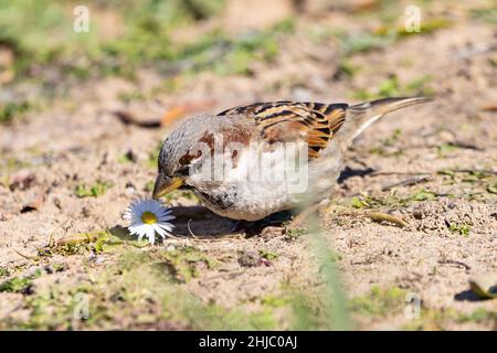 Sperling (Passant domesticus) auf dem Boden peking eine Gänseblümchen Stockfoto