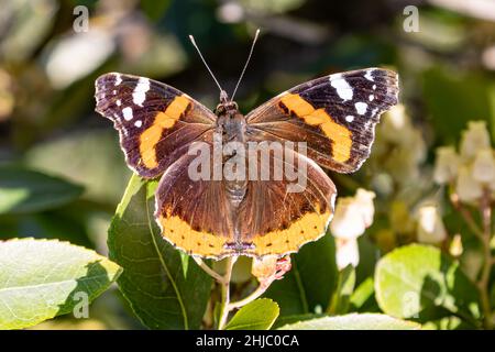 Eine Vanessa atalanta, der rote Admiral oder zuvor der rote Admiral. Ein charaktervoller, mittelgroßer Schmetterling mit schwarzen Flügeln, roten Bändern und w Stockfoto