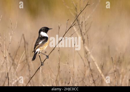 Männchen des Gemeinen Steinechat (Saxicola rubicola) im Donana-Nationalpark Stockfoto