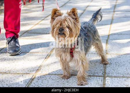 Ein Yorkshire Terrier (oft als Yorkie gekürzt). Dies ist eine der kleinsten Hunderassen des Terrier-Typs und jeder Hunderasse. Stockfoto