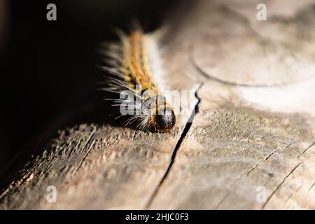 Detail des Kopfes der Pine processionary (Thaumetopoea pityocampa) Stockfoto