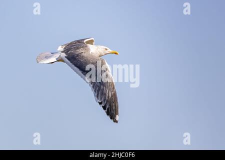 Yellow-legged Gull (Larus michahellis) im Flug Stockfoto