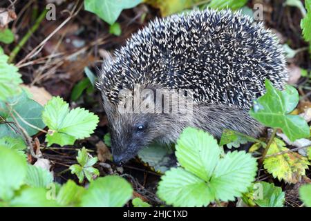 Nördlicher Weißbrustigel / Weißbrustigel / Erinaceus roumanicus Stockfoto