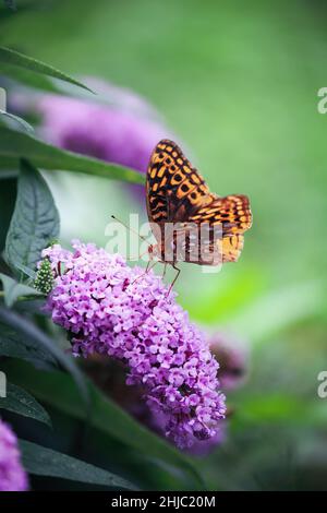 Aphrodite Fritillary Butterfly aus der Familie Nymphalidae, die von einem Apuster Amethyst-Schmetterlingsbusch, Buddleia, in einem Blumengarten wächst, ernährt werden. Stockfoto