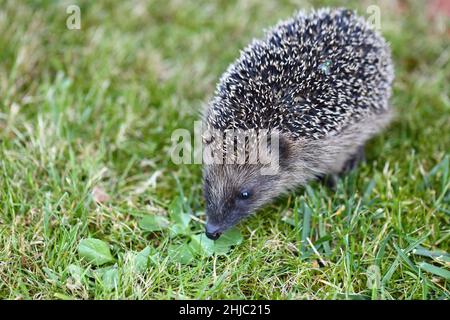 Nördlicher Weißbrustigel / Weißbrustigel / Erinaceus roumanicus Stockfoto