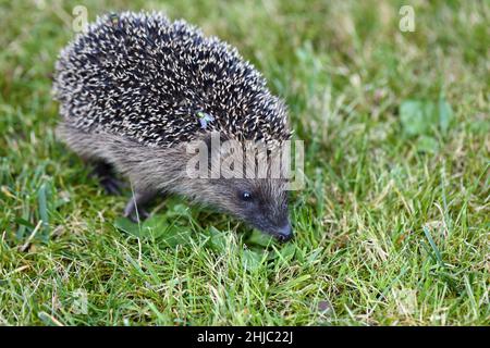 Nördlicher Weißbrustigel / Weißbrustigel / Erinaceus roumanicus Stockfoto