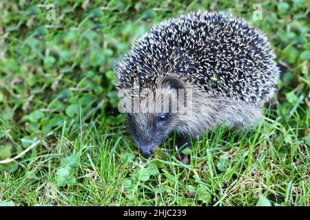 Nördlicher Weißbrustigel / Weißbrustigel / Erinaceus roumanicus Stockfoto