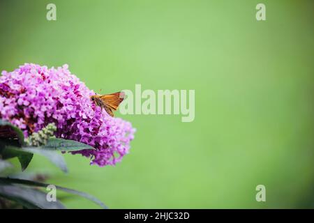 European Skipper Butterfly in der Familie Hesperiidae Fütterung aus einem Pugster Amethyst Schmetterlingsbusch, Buddleia, wächst in einem Blumengarten im Süden Stockfoto