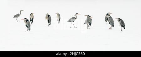 Graureiher (Ardea cinerea) auf gefrorenem See (Råstasjön) in Solna, Schweden. Stockfoto