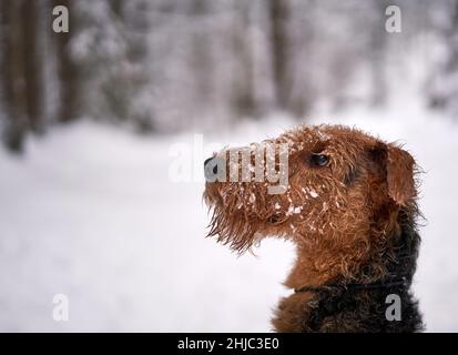 Nahaufnahme eines niedlichen pelzigen Airedale Terrier-Hundes, der mit Schnee bedeckt ist und einen verschwommenen Hintergrund hat Stockfoto