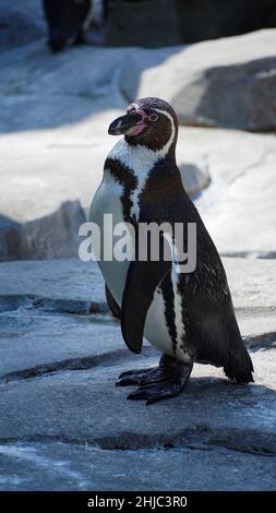 Pinguin steht in natürlicher Umgebung, auf den Felsen in der Nähe des Wassers Stockfoto
