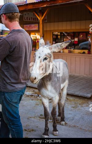 Wilder Esel, Burro, hinter einem Mann in Oatman, Arizona, USA Stockfoto