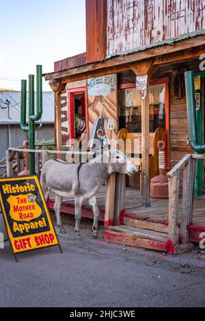 Wilder Esel, Burro, in der Nähe eines Souvenirladens in Oatman, Arizona, USA Stockfoto