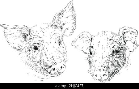 Kopf Ferkel Hand Zeichnung Skizze Gravur Illustration Stil Stock Vektor