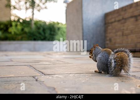 Niedliches kleines Eichhörnchen nagt Nuss, während es auf einem gepflasterten Gehweg sitzt Stockfoto