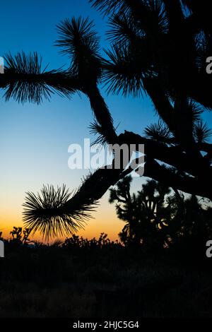 Silhouette eines Joshua-Baumes vor einem Abendhimmel in der Mojave-Wüste nördlich von Wickenburg, Arizona, in der Nähe des US 93 Highway. Stockfoto