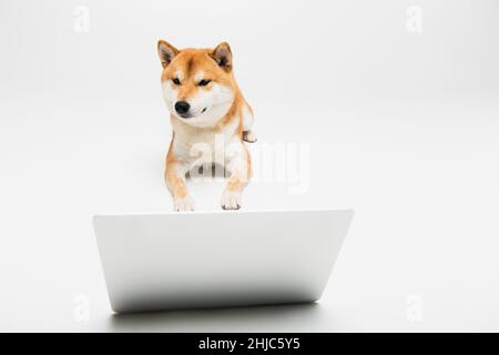 shiba Inu Hund liegt in der Nähe Laptop auf hellgrauem Hintergrund Stockfoto