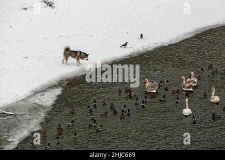 USCHHOROD, UKRAINE - 28. JANUAR 2022 - Ein sibirischer Husky beobachtet im Winter Enten und Schwäne auf der Oberfläche des UZH-Flusses, Uschhorod, Zakarpattia Stockfoto