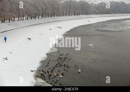 USCHHOROD, UKRAINE - 28. JANUAR 2022 - Enten und Schwäne bleiben im Winter am UZH-Fluss, Uschhorod, Region Zakarpattia, Westukraine. Stockfoto