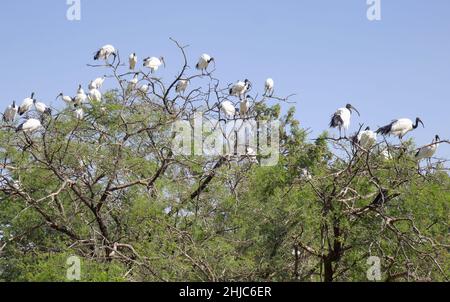 Eine Herde frei fliegender afrikanischer heiliges Steinböcke, Threskiornis aethiopicus, in einem Baum, Al Areen Wildlife Park, Königreich Bahrain Stockfoto