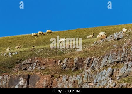 Rocky Mountain Bighorn Sheep, Ovis canadensis, in National Elk Refuge, Jackson Hole, Wyoming, USA Stockfoto