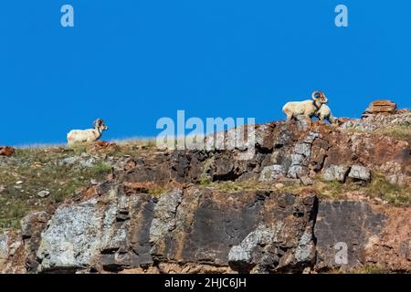 Rocky Mountain Bighorn Sheep, Ovis canadensis, in National Elk Refuge, Jackson Hole, Wyoming, USA Stockfoto