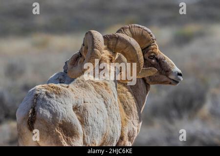 Rocky Mountain Bighorn Sheep, Ovis canadensis, in National Elk Refuge, Jackson Hole, Wyoming, USA Stockfoto