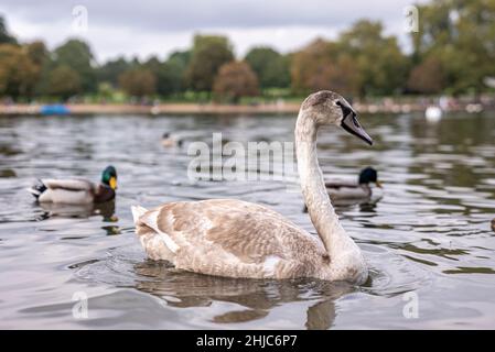 Schöner weißer Schwan mit schwarzem Schnabel, der im Stadtpark auf dem Wasser des Sees schwimmt Stockfoto