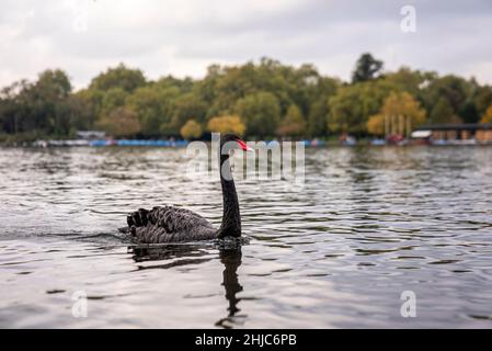 Schöner schwarzer Schwan, der im Stadtpark gegen den bewölkten Himmel auf dem Seegrund schwimmt Stockfoto