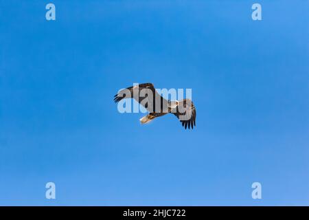 Bald Eagle, Haliaeetus leucocephalus, schweben über dem Grand Teton National Park, Wyoming, USA Stockfoto
