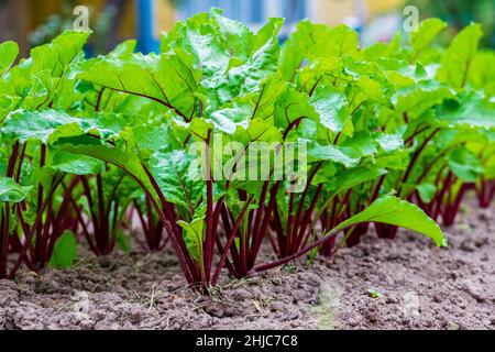 Junge frische Rübenblätter. Rote Beete Pflanzen in einer Reihe aus nächster Nähe Stockfoto