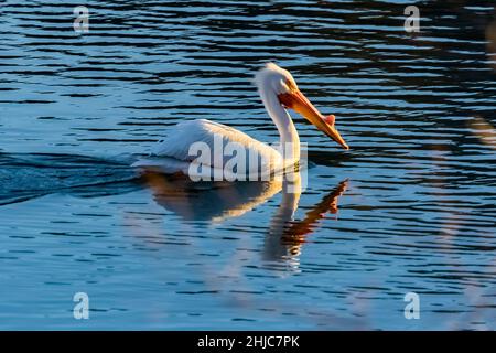 American White Pelican, Pelecanus erythrorhynchos, am Snake River im Grand Teton National Park, Wyoming, USA Stockfoto