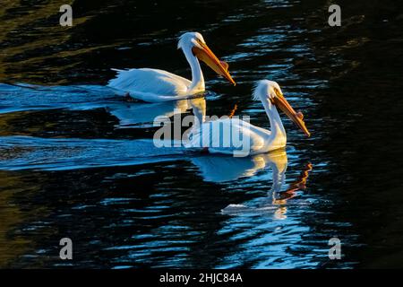 American White Pelicans, Pelecanus erythrorhynchos, am Snake River im Grand Teton National Park, Wyoming, USA Stockfoto