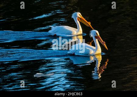 American White Pelicans, Pelecanus erythrorhynchos, am Snake River im Grand Teton National Park, Wyoming, USA Stockfoto