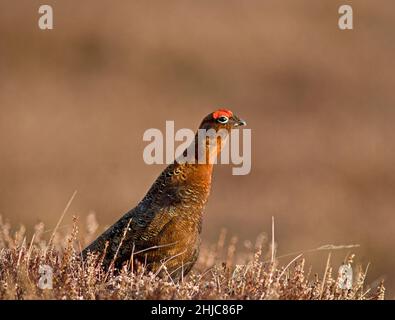 Männchen-Red-Grouse-Hütten-Gebiet in einem Highland-Moor Stockfoto