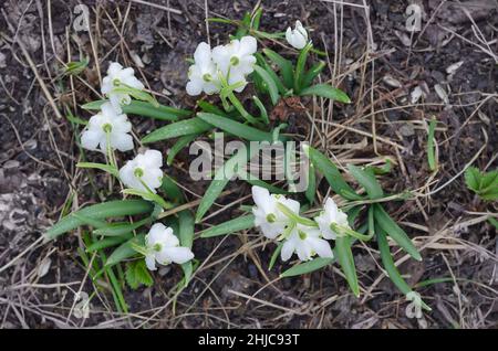 Weiß blühender Schneeglöckchen Galanthus plicatus mit Wassertropfen aus der Nähe, Draufsicht. Selektiver Fokus, natürlicher Hintergrund Stockfoto