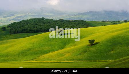 Toskana im Mai. Blick auf die grünen Felder, die von den Sonnenstrahlen erleuchtet werden. Zwei einsame Bäume Stockfoto