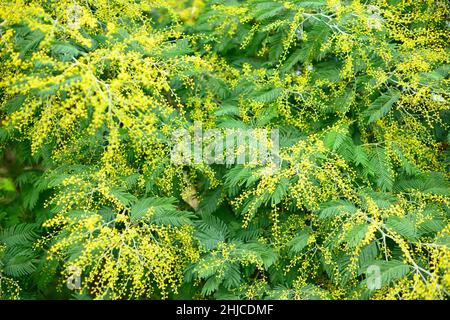 Akazie dealbata, silberblauer Wattle oder Mimose, blühende Pflanze aus der Familie der Hülsenfrüchte Fabaceae, die im Südosten Australiens beheimatet ist Stockfoto