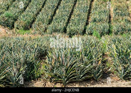 Ananas, die außerhalb von Hua hin auf dem Land von Prachuap Khiri Khan wächst. Thailand ist der weltweit größte Produzent von Ananas. Stockfoto