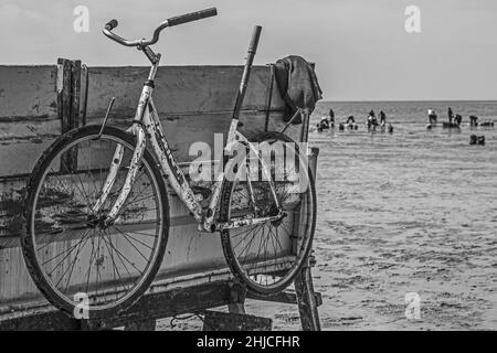 pêche à pied en baie de Somme, coques, hénons Stockfoto