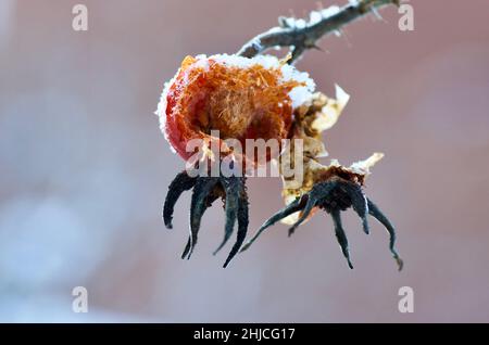 Nahaufnahme von beschädigten Hagebutten mit Schnee im Winter. Stockfoto