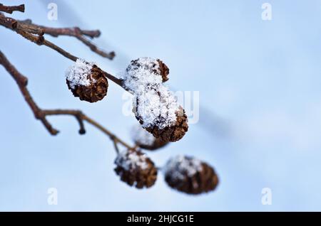 Nahaufnahme des Astes mit Erlenzapfen mit Schnee im Winter. Stockfoto