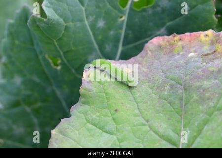 Caterpillar von Pieris rapae genannt Weißkohl, Kohlschmetterling oder kleine Weißkohlblatt. Stockfoto