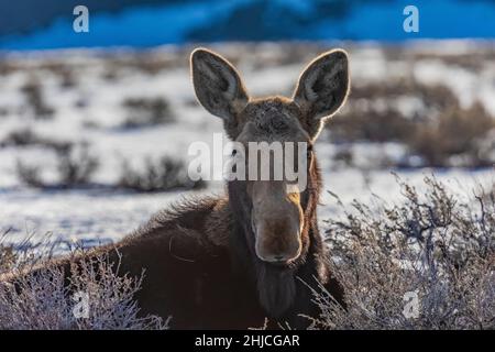 Elche, Alces alces, kauen im Grand Teton National Park, Wyoming, USA Stockfoto