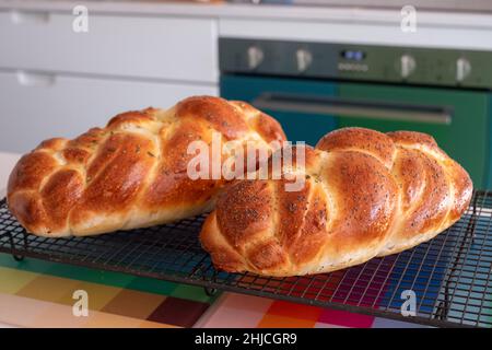 Zwei traditionelle, hausgemachte, geflochtene jüdische Challah-Brote, die auf einem Drahttablett abkühlen. Einer wird mit Mohn und der andere mit Rosmarin gekrönt. Stockfoto