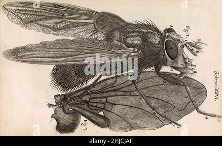 Gravur einer vergrößerten blauen Fliege von Robert Hooke, 1665. Hooke (1635-1703) war Kurator für Experimente an der Royal Microscopical Society of London, die 1660 gegründet wurde. Er verwendete ein Verbundmikroskop, um eine breite Palette von Proben zu betrachten, dann zeichnete und veröffentlichte die Ergebnisse seiner bemerkenswert detaillierten Beobachtungen. Einige der Abbildungen in der Micrographia wurden vermutlich von dem Architekten Christopher Wren gemacht. Hooke ist am besten in Erinnerung für seine Entdeckung der grundlegenden Einheit des Lebens, die Zelle, basierend auf seinen Beobachtungen von einem Abschnitt von Kork. Stockfoto