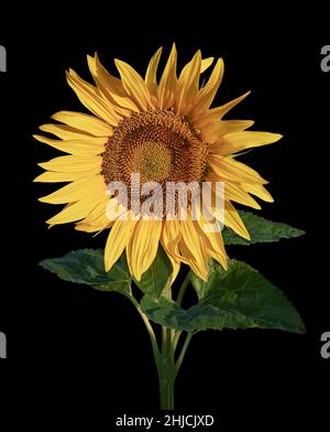 Einfach blühender Sonnenblumenkopf (Helianthus Annus). Gelbe Sonnenblume vor schwarzem Hintergrund ausgeschnitten Stockfoto